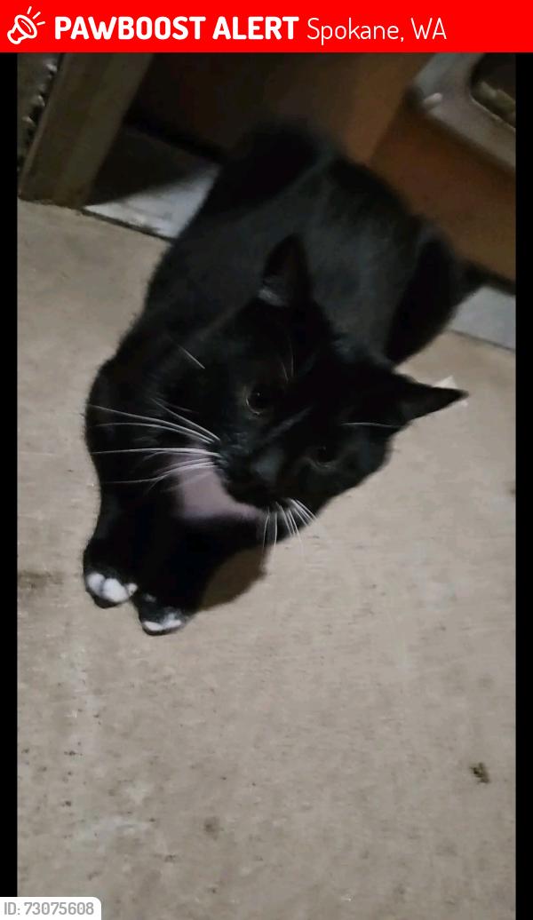 Lost Male Cat last seen 29th and perry, Spokane, WA 99203