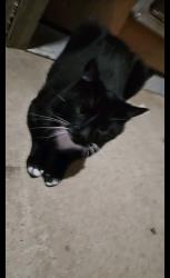 Lost Male Cat last seen 29th and perry, Spokane, WA 99203