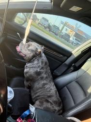 Found/Stray Female Dog last seen Baytown Tx 146, Baytown, TX 77522
