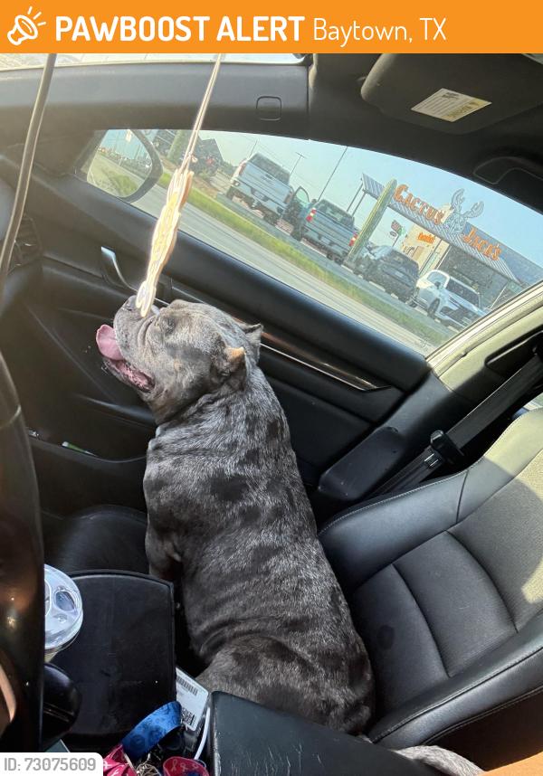 Found/Stray Female Dog last seen Baytown Tx 146, Baytown, TX 77522