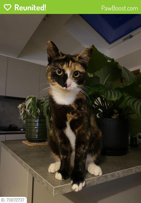 Reunited Female Cat last seen Kingsmead roundabout, Tattenhoe Park, England MK4 4QF