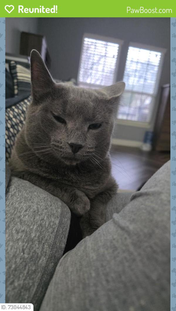 Reunited Male Cat in Dallas, TX 75216 (ID: 73044843) | PawBoost