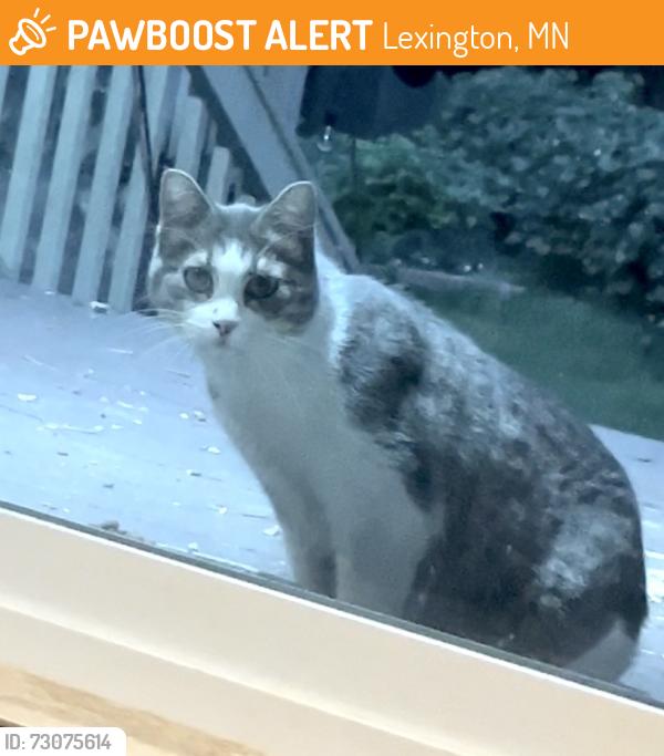 Found/Stray Unknown Cat last seen Area behind Boulevard Bar and Grill in Lexington MN, Lexington, MN 55014