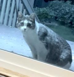 Found/Stray Unknown Cat last seen Area behind Boulevard Bar and Grill in Lexington MN, Lexington, MN 55014