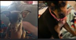 Lost Unknown Dog last seen s county line rd, geary ok, Geary, OK 73040