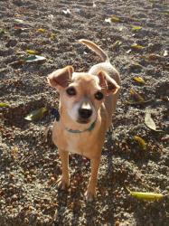 Lost Male Dog last seen Rathburn Ave and Rayen St, Los Angeles, CA 91325