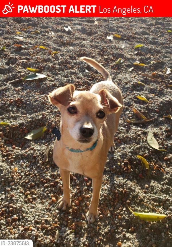 Lost Male Dog last seen Rathburn Ave and Rayen St, Los Angeles, CA 91325
