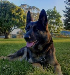 Reunited Female Dog last seen Ashland , San Leandro, CA 94578