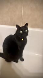 Lost Male Cat last seen Fossil Creek Ranch, Windsor, CO 80550