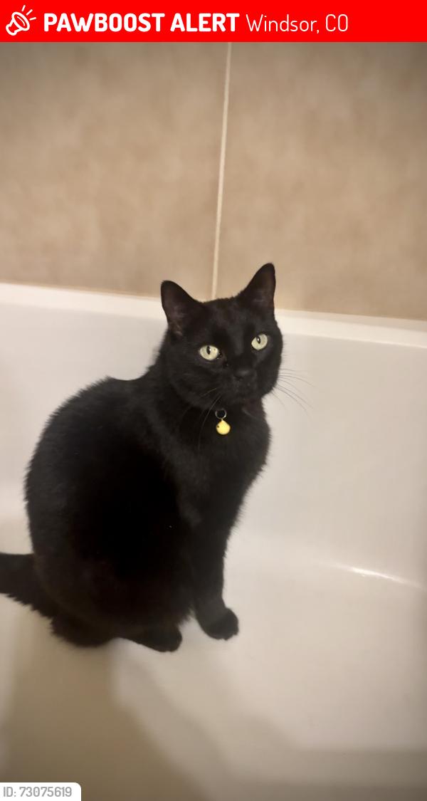 Lost Male Cat last seen Fossil Creek Ranch, Windsor, CO 80550