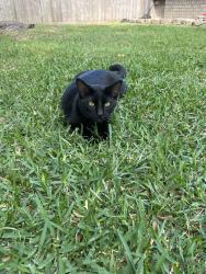 Reunited Male Cat last seen Huffmeister & Fleur de Lis, Houston, TX 77065
