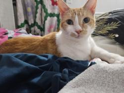 Lost Female Cat last seen Hwy 39/Hwy 440, Chelsea, AL 35043