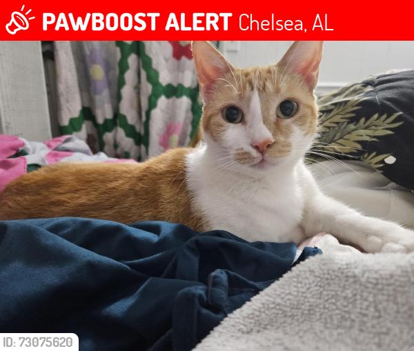 Lost Female Cat last seen Hwy 39/Hwy 440, Chelsea, AL 35043