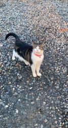 Lost Female Cat last seen Commscope, Catawba County, NC 28609