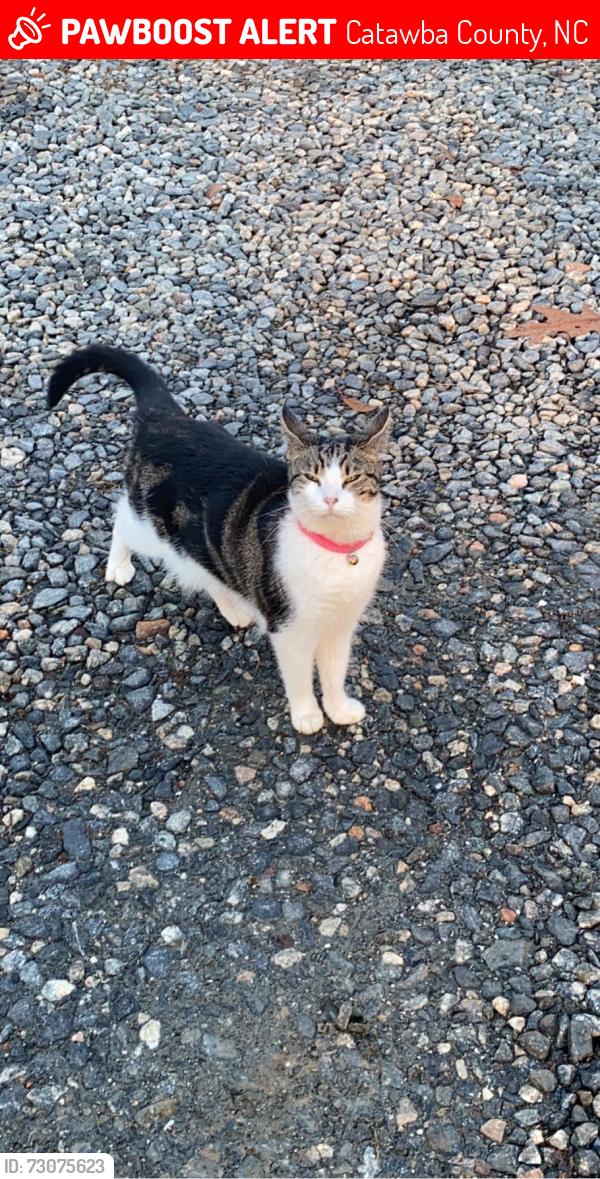 Lost Female Cat last seen Commscope, Catawba County, NC 28609