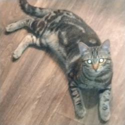 Lost Male Cat last seen marryland and hazelwood, Saint Paul, MN 55106