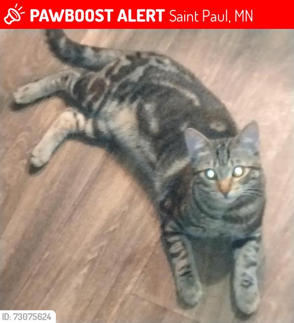 Lost Male Cat last seen marryland and hazelwood, Saint Paul, MN 55106