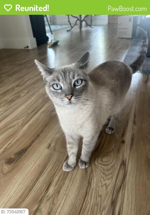 Reunited Female Cat last seen Garden Springs and Thorpe road , Spokane, WA 99224
