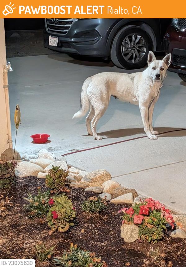 Found/Stray Unknown Dog last seen Near vineyard Ave, Rialto, CA 92377