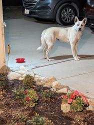 Found/Stray Unknown Dog last seen Near vineyard Ave, Rialto, CA 92377
