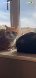 Reunited Male Cat last seen Lancaster Road, Denton, England M34 7HX