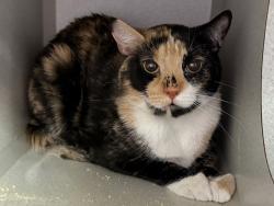 Shelter Stray Female Cat last seen Near E 225th Street, BRONX, NY, 10463, 326 E 110th St, New York, NY 10029, USA