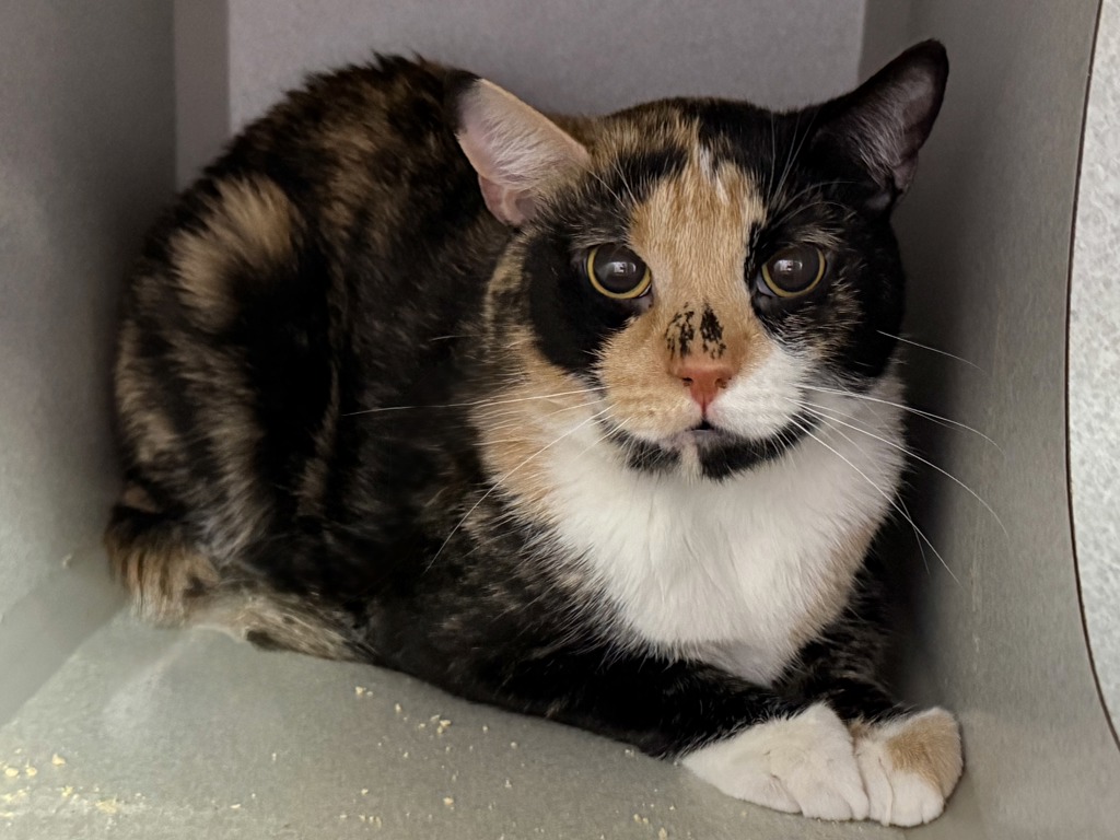 Shelter Stray Female Cat last seen Near E 225th Street, BRONX, NY, 10463, 326 E 110th St, New York, NY 10029, USA
