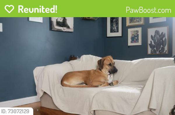 Reunited Male Dog last seen 145th & Calumet , Cedar Lake, IN 46303