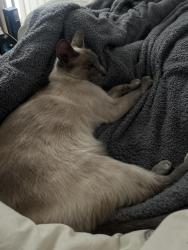 Reunited Female Cat last seen Corbett Road and Waverley Road in Walthamstow , Greater London, England E17