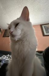 Reunited Male Cat last seen DMV, Alma, Sherman st, San Jose, CA 95110