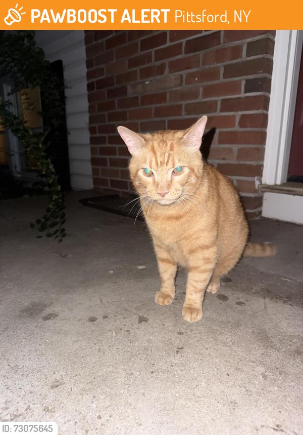Found/Stray Unknown Cat last seen Pittsford manor lane & Fairport road, Pittsford, NY 14445