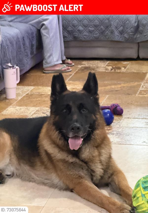 Lost Male Dog last seen Walking toward Krome from 136 st, Miami-Dade County, FL 33196
