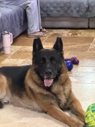 Lost Male Dog last seen Walking toward Krome from 136 st, Miami-Dade County, FL 33196