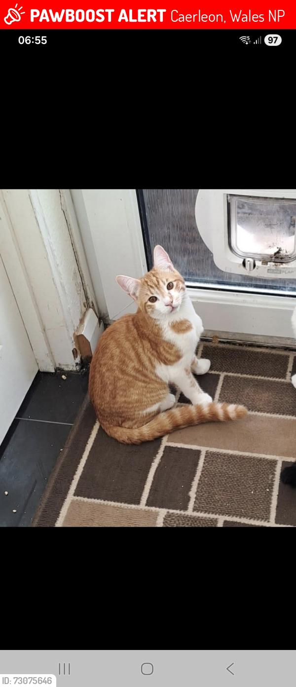 Lost Male Cat last seen Roman Reach, Caerleon, Wales NP18
