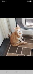 Lost Male Cat last seen Roman Reach, Caerleon, Wales NP18
