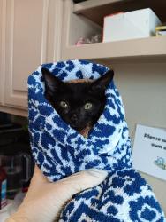 Shelter Stray Male Cat last seen Bexar County, 3353 Morningside Dr, New Braunfels, TX 78132, USA