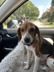 Found/Stray Female Dog last seen Sullivan road, fountain Inn, Fountain Inn, SC 29644