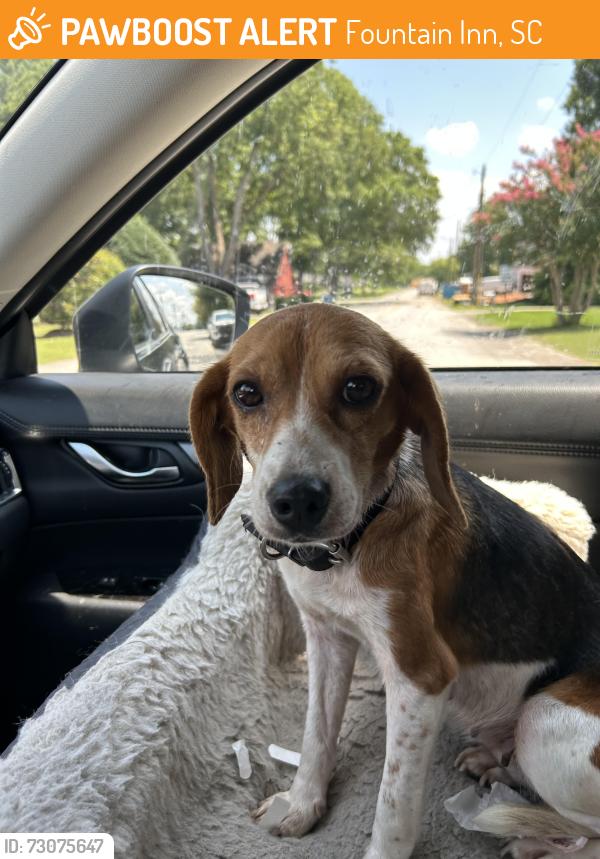 Found/Stray Female Dog last seen Sullivan road, fountain Inn, Fountain Inn, SC 29644