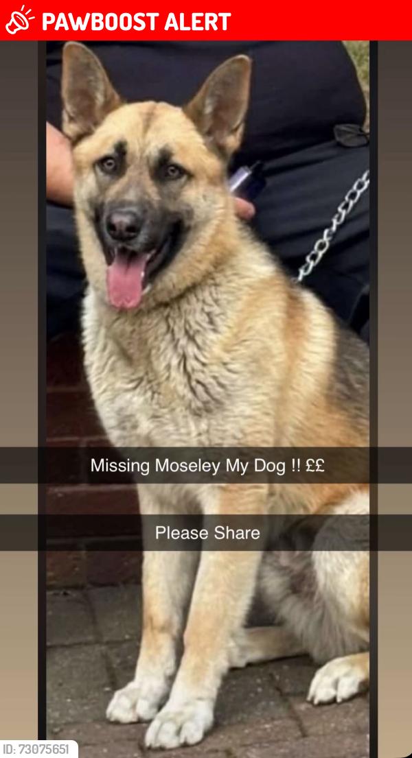 Lost Male Dog last seen B13, West Midlands, England B13