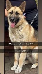 Lost Male Dog last seen B13, West Midlands, England B13