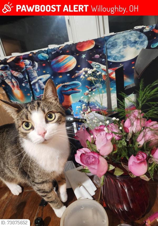 Lost Male Cat last seen Near gilson park, Willoughby, OH 44094