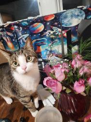 Lost Male Cat last seen Near gilson park, Willoughby, OH 44094