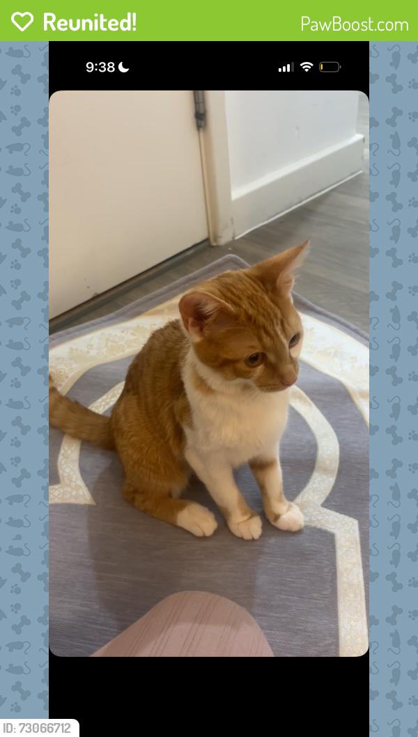 Reunited Male Cat last seen Saint Olave’s Road , Greater London, England E6 2PA