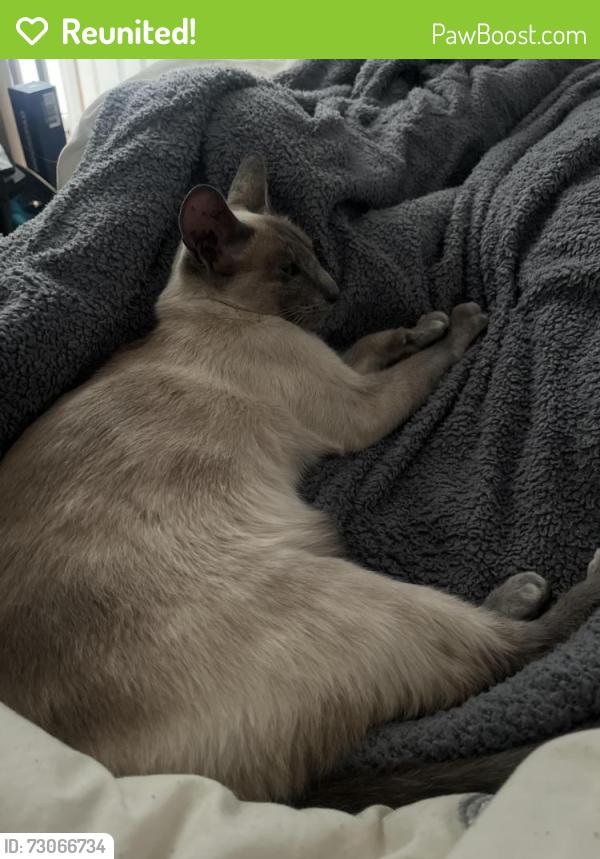 Reunited Female Cat last seen Corbett Road and Waverley Road in Walthamstow , Greater London, England E17