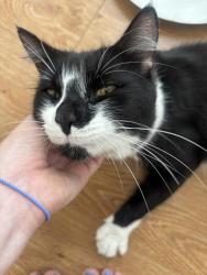 Found/Stray Male Cat last seen Near Hackney City Farm, Greater London, England 