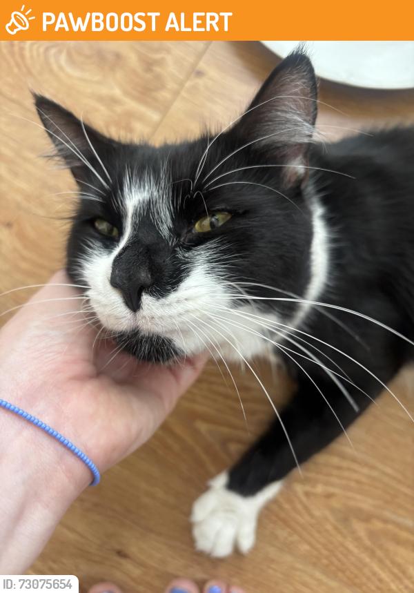 Found/Stray Male Cat last seen Near Hackney City Farm, Greater London, England 