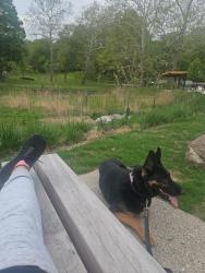 Lost Male Dog last seen 76th and St. Clair, Cleveland, OH 44103
