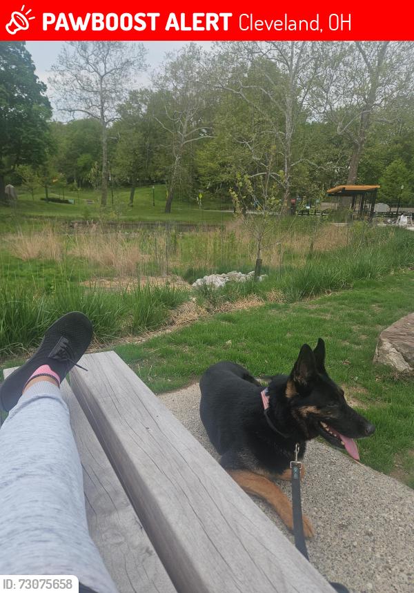 Lost Male Dog last seen 76th and St. Clair, Cleveland, OH 44103