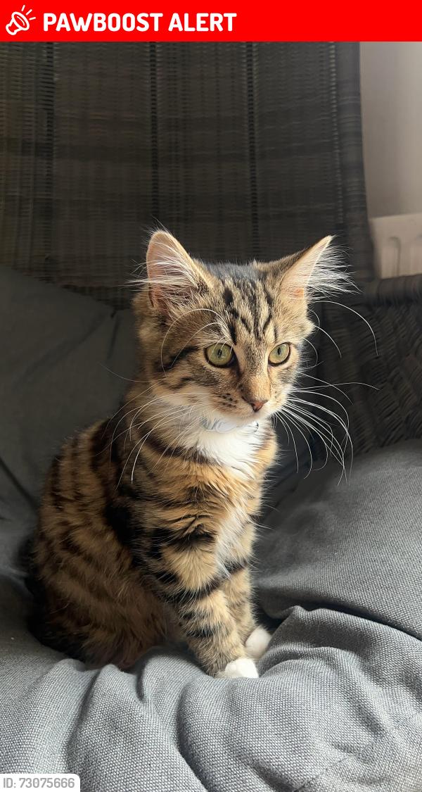 Lost Female Cat last seen sutton valence school, Sutton Valence, England ME17 3LR