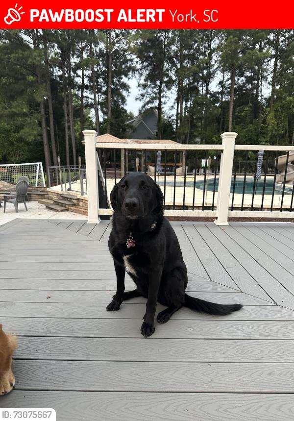 Lost Female Dog last seen Sandlapper, York, SC 29745
